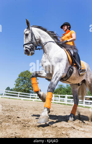 Pure Spanish Horse, Andalusian. Rider on juvenile gray stallion galloping on a riding place. Austria Stock Photo