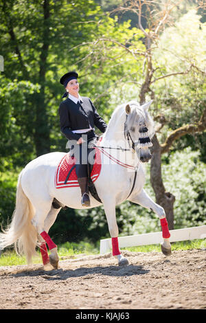 Pure Spanish Horse, Andalusian. Rider in traditional dress on gray stallion trotting on a riding place. Austria Stock Photo