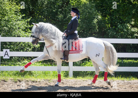 Pure Spanish Horse, Andalusian. Rider in traditional dress on gray stallion on a riding place, showing the Spanish Walk. Austria Stock Photo
