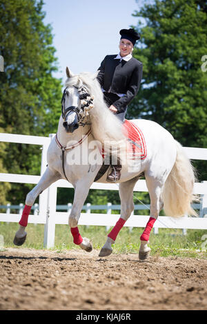 Pure Spanish Horse, Andalusian. Rider in traditional dress on gray stallion galloping on a riding place. Austria Stock Photo