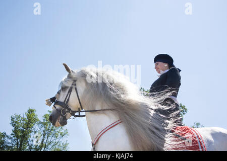 Pure Spanish Horse, Andalusian. Rider in traditional dress on gray stallion galloping on a riding place, senn from below. Austria Stock Photo