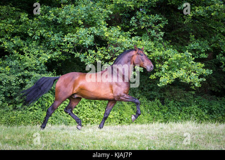 Pure Spanish Horse, Andalusian. Bay stallion trotting on a meadow. Austria Stock Photo