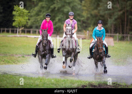 Hanoverian Horse. Three riders on warmblood horses galloping through water. Germany Stock Photo