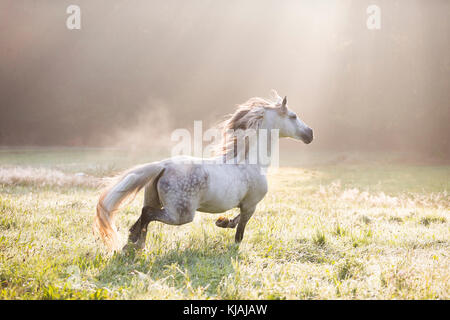 Pure Spanish Horse, Andalusian. Gray gelding trotting on a meadow on a misty morning in autumn. Germany Stock Photo