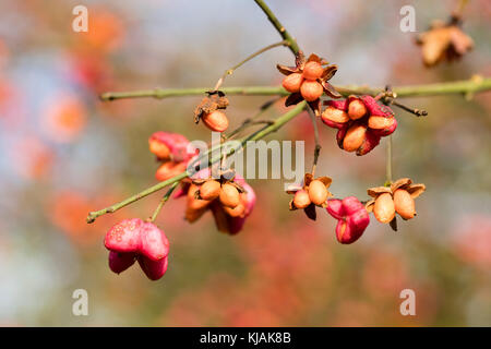 Orange seeds in the pink capsular fruits of the UK native hedgerow spindle tree, Euonymus europaeus Stock Photo