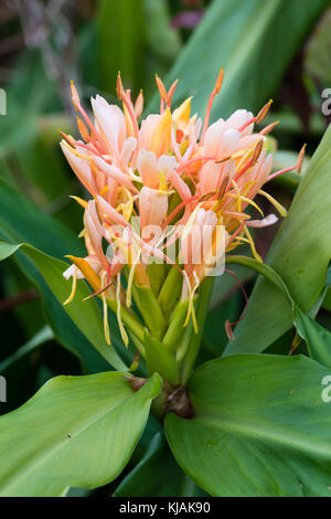 Exotic Autumn flower head of the very fragrant, peach coloured, half-hardy ginger lily, Hedychium 'Pink Hybrid' Stock Photo
