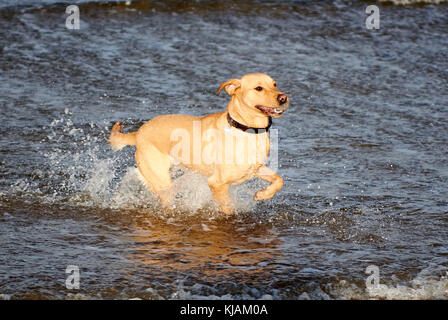 Hector the happy Labrador, in the sea off north west Scotland Stock Photo