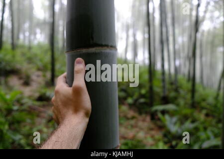My hand to measure the size of a bamboo in the Shunan Bamboo Forest in Sichuan province in China Stock Photo