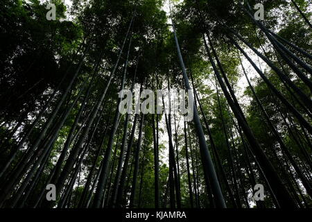 Canopy of the bamboo forest from below in the Shunan Bamboo Forest in Sichuan province in China Stock Photo