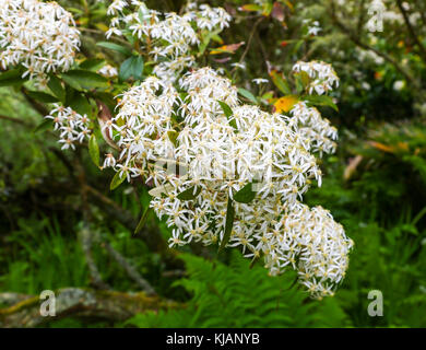 The white flowers of an Olearia or Daisy Bush at Tresco Abbey Gardens, Tresco, Isles of Scilly, England, UK Stock Photo