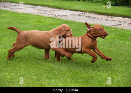 Hungarian Wirehaired Vizsla Puppies Stock Photo 166195232 Alamy