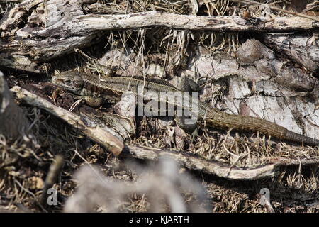 Lacerta Zootoca vivipara, Common Lizard sunning itself on a dieing log with dead ivy attached, well Camouflaged, rear showing new tail generating