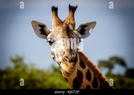 A beautiful curious Rothschild giraffe looking directly into the camera during a sunset safari in the Murchison nation park in Uganda. Stock Photo