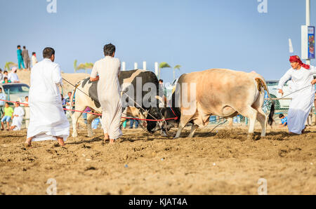 Fujairah, UAE, April 1, 2016: men are pulling apart fighting bulls in a traditional bull fighting event in Fujairah, UAE Stock Photo