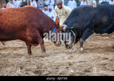 Fujairah, UAE, April 1, 2016: bulls are fighting in a traditional event in Fujairah, UAE Stock Photo