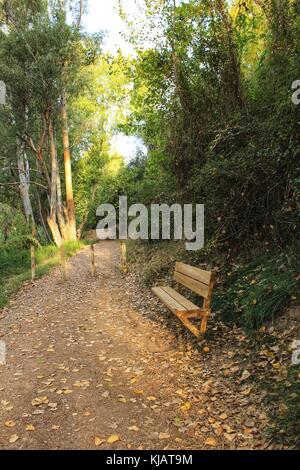 Path and bench in the leafy forest Stock Photo