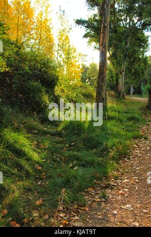 Green leafy forest and sunlight in the morning Stock Photo