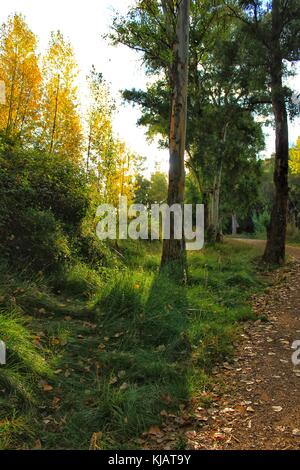 Green leafy forest and sunlight in the morning Stock Photo