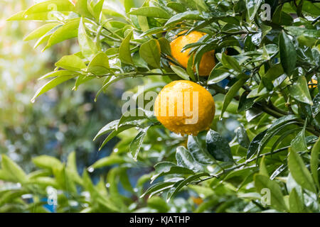 Ripe tangerines on tree in garden, when raining. Stock Photo