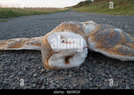 Barn Owl Tyto alba killed by car on country lane North Norfolk Stock Photo