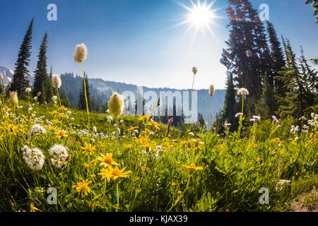 Summer wildflowers in Paradise section of Mount Rainier National Park in Washington State in the United States Stock Photo