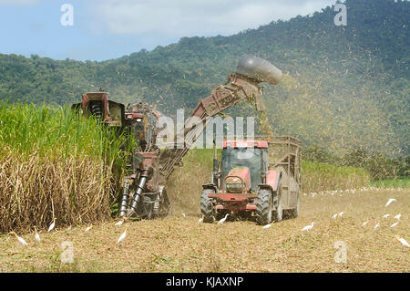 Tractor and combine harvester working in tandem to harvest sugarcane, near Cairns, Far North Queensland, FNQ, QLD, Australia Stock Photo