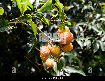 Lychees (Litchi chinensis) are originally from China but are grown in Far North Queensland, FNQ, QLD, Australia Stock Photo