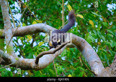 Malayan giant squirrel, Ratufa bicolor, Nameri National Park, Assam, India Stock Photo