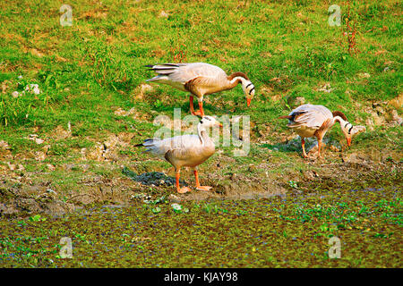 Bar headed geese, Anser indicus, Kaziranga National Park, Assam, India Stock Photo