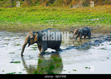 The Asian or Asiatic elephant, Elephas maximus, Kaziranga National Park, Assam, India Stock Photo