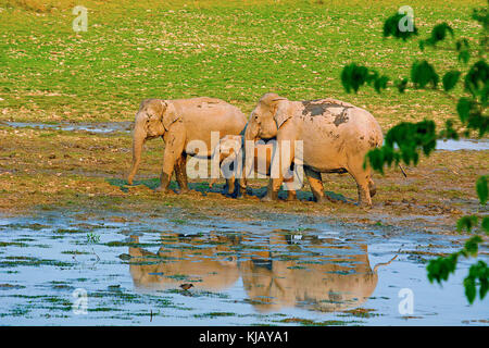 The Asian or Asiatic elephant, Elephas maximus, Kaziranga National Park, Assam, India Stock Photo