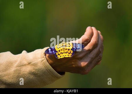 MOTH Assam, India Stock Photo - Alamy