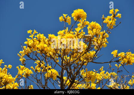 tabebuia aurea Stock Photo