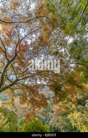 Momiji (Maple tree) Autnum leaves landscape in Arashiyama forest, Kyoto, Japan Stock Photo