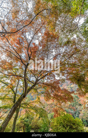 Momiji (Maple tree) Autnum leaves landscape in Arashiyama forest, Kyoto, Japan Stock Photo