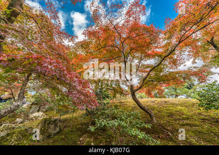 Autumn leaves, Fall foliage of Maple trees (Momiji) at Japanese strolling garden (kaiyu-shiki-teien) of Rokuon-ji, commonly known as Golden Pavilion Stock Photo