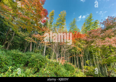 Autumn leaves, Fall foliage of Maple trees (Momiji) at Arashiyama bamboo forest near Tenryu-ji temple, Located in Kyoto, Japan Stock Photo