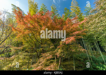 Autumn leaves, Fall foliage of Maple trees (Momiji) at Arashiyama bamboo forest near Tenryu-ji temple, Located in Kyoto, Japan Stock Photo