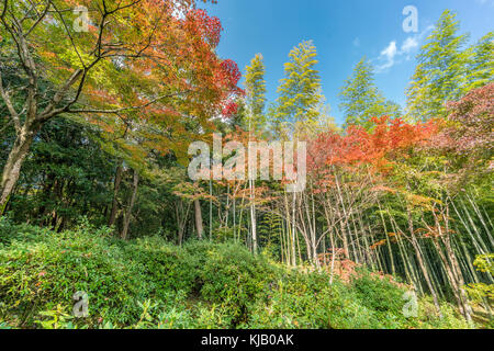 Autumn leaves, Fall foliage of Maple trees (Momiji) at Arashiyama bamboo forest near Tenryu-ji temple, Located in Kyoto, Japan Stock Photo