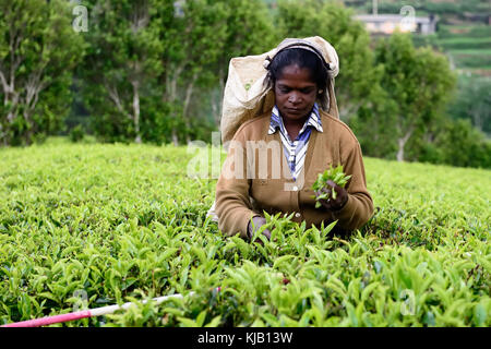 NUWARA ELIA, SRI LANKA - 20 FEBRUARY 2015: Tea picking in Sri Lanka hill country Stock Photo