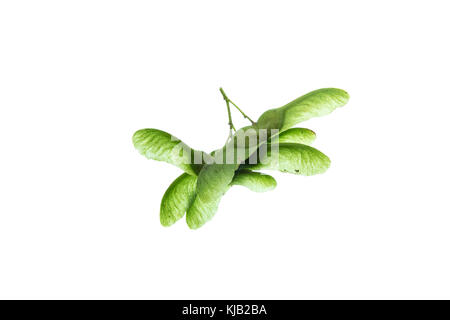 Close up of a group of field maple (Acer campestre) against a white background Stock Photo