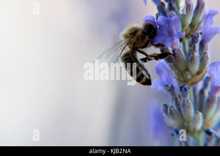 Bee on the purple lavander flower macro shot close-up wallpaper Stock Photo