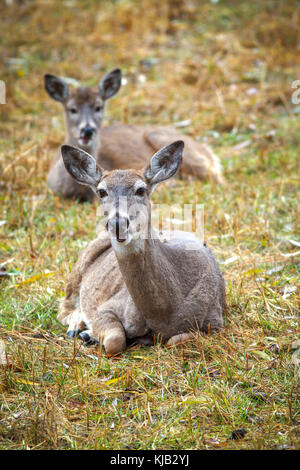 A close up shot of deer laying down on the east side of Coeur d'Alene, Idaho. Stock Photo