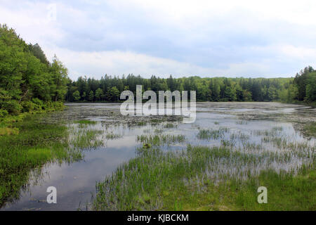 Gfp pennsylvania promised land state park wetlands Stock Photo