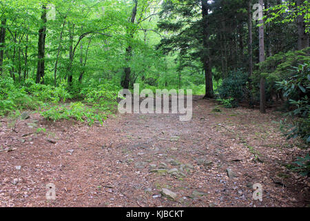 Gfp pennsylvania promised land state park hiking trail Stock Photo