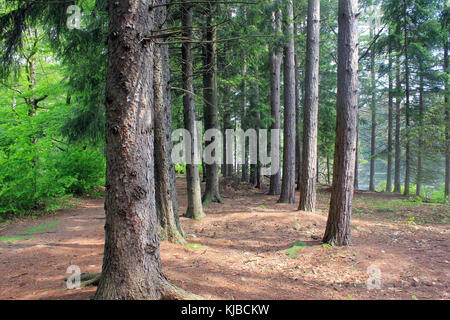 Gfp pennsylvania promised land state park tree corridor Stock Photo