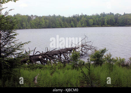 Gfp pennsylvania promised land state park fallen tree by lake Stock Photo