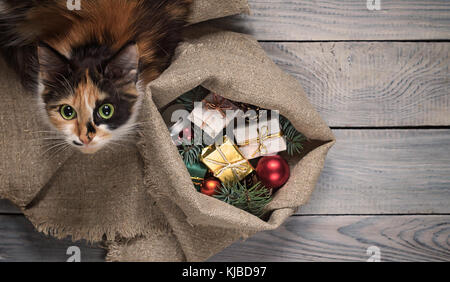 Cat near the sack with Christmas gifts Stock Photo