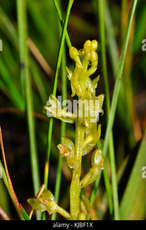 Bog Orchid,'Hammarbya paludosa' found in peat bog with flowing water,not fully open,flowers July to September,New Forest Hampshire,UK Stock Photo