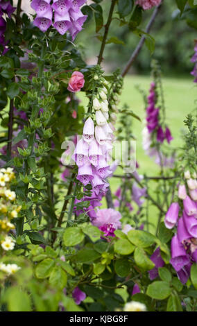 Digitalis purpurea in an English Country Garden. Stock Photo